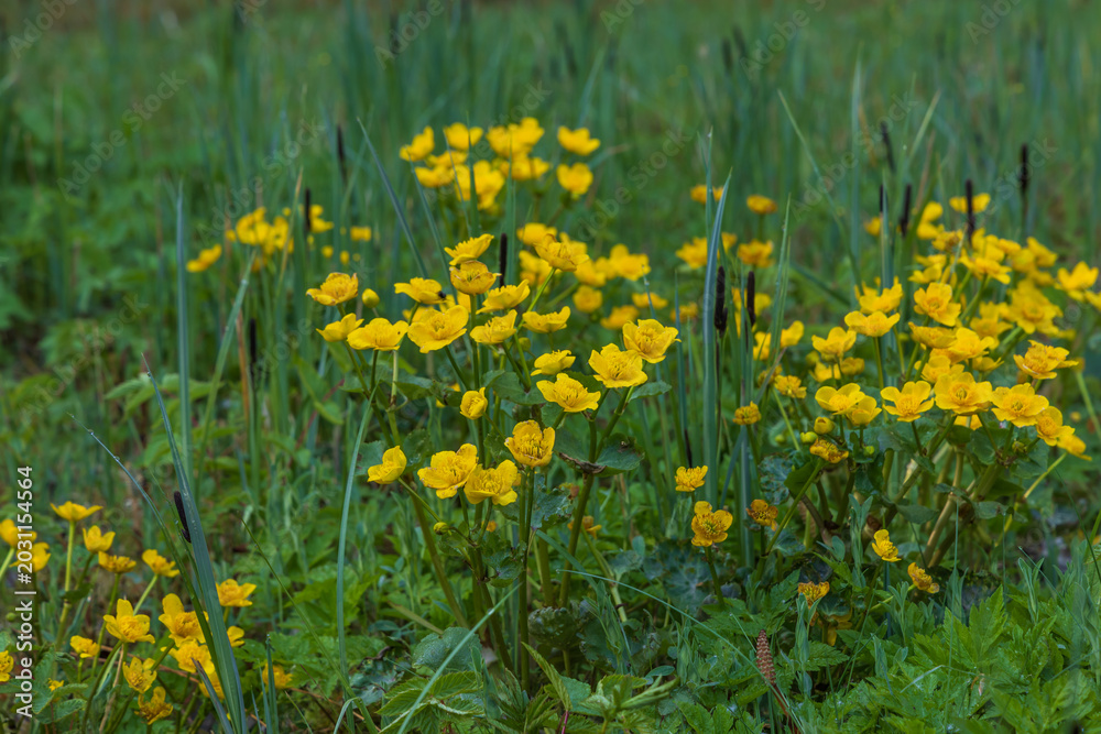 Fototapeta premium Lush green meadow filled with vibrant yellow marsh marigold flowers blooming in spring