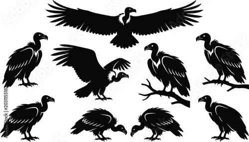 Tableau sur toile Collection of vulture silhouettes featuring wild scavenger birds in flying stand