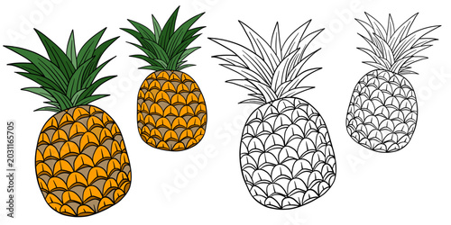 Hand-drawn illustration pineapple in color and black white outline. Pineapple fruit, leaves, and natural organic textures. Yellow and green tones, outline kids coloring pages and educational activitie