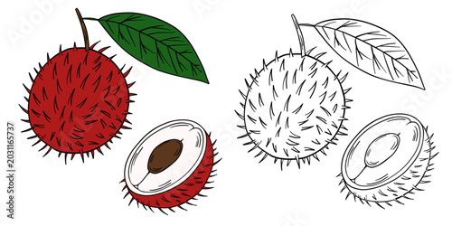 Hand-drawn illustration rambut in color and black white outline. rambut fruits, leaves, and natural organic textures. Pink, red, and green tones, outline kids coloring pages and educational activities
