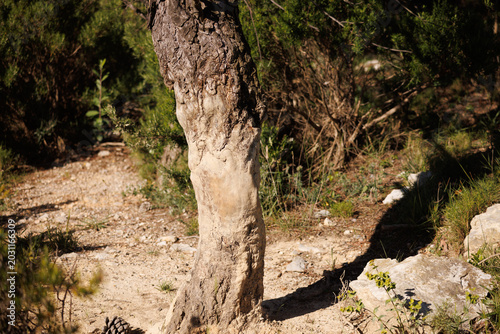 trace des sangliers qui se frottent contre les arbres et usent l'écorce
