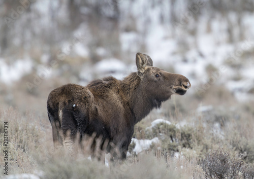 moose in the woods, winter, Yellowstone national park