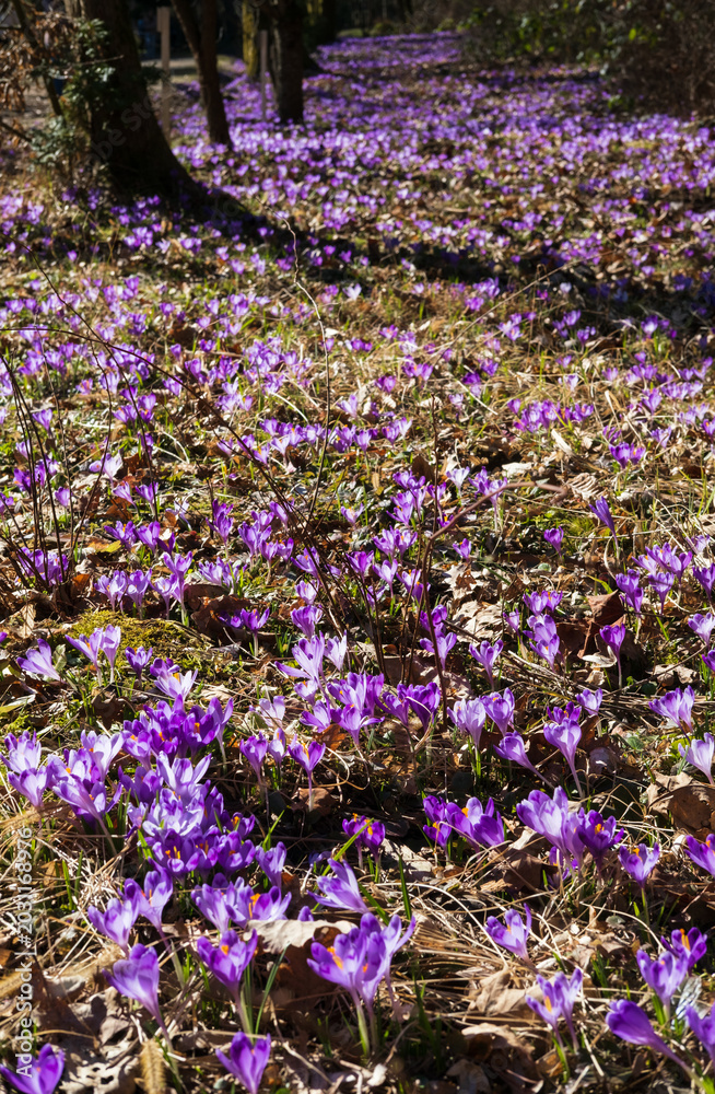 Naklejka premium Violet Crocus heuffelianus (Crocus vernus) flowers in spring forest.