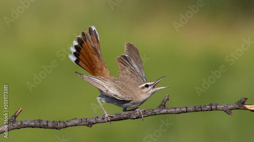 Rufous-tailed Scrub Robin