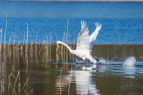 Tableau sur toile Whooper swan (Cygnus cygnus) in flight