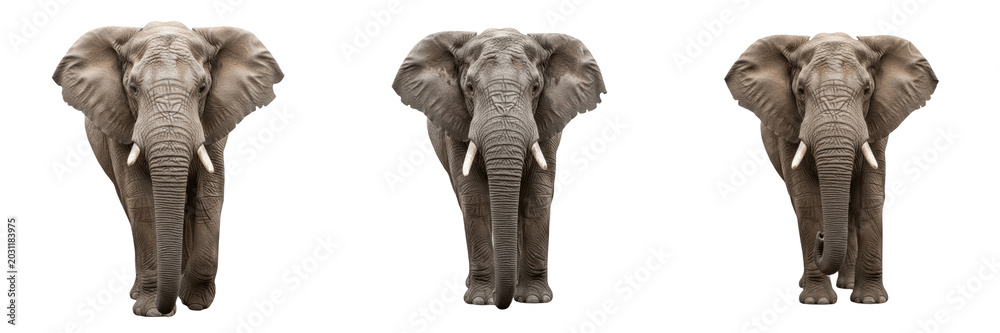 Fototapeta premium Set of African Elephant Heads Front View Wild Safari Animals PNG Collection