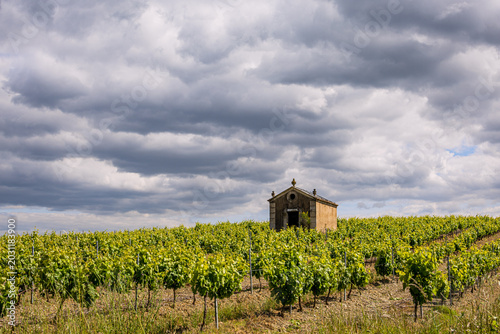 Vignoble sur le commune de Faugères dans l'Hérault en France