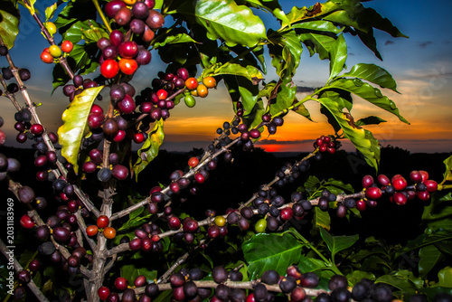 A lush coffee tree branch laden with ripe red, dark purple, and green berries growing on a plantation at sunset in Brazil, perfect for agriculture and beverage industry concepts.