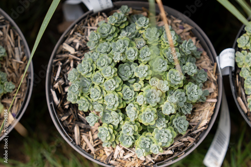 Foto Closeup stonecrop succulent rosettes forming dense textured ornamental garden pl