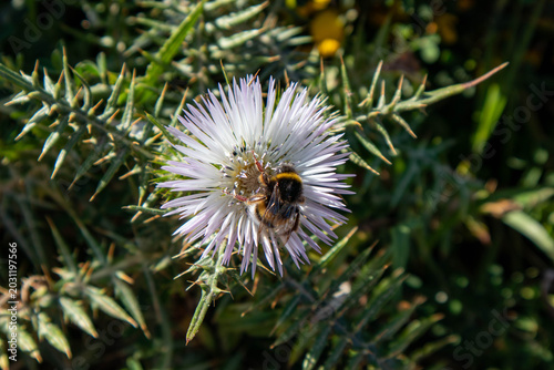 Vespa sul fiore, Rocca delle Caminate, provincia di Forlì