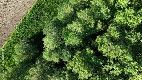 Aerial Top Down View of Green Forest Canopy Meeting Plowed Field Edge Spinning 