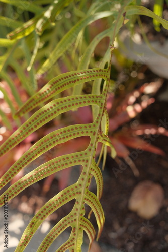 Canvastavla Monarch fern close up, fern with raised bumps