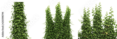 Fotografie Set and collection of lush green ivy climbing plant wall creepers foliage garden