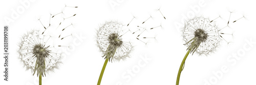 Tableau sur toile Set and collection of delicate dry dandelion flower seeds blowing scattering in