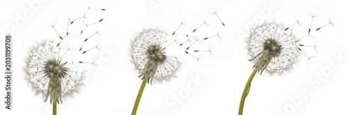 Panel kuchenny z motywem Set and collection of delicate dry dandelion flower seeds blowing scattering in the wind abstract fragile nature concept isolated on white transparent png background