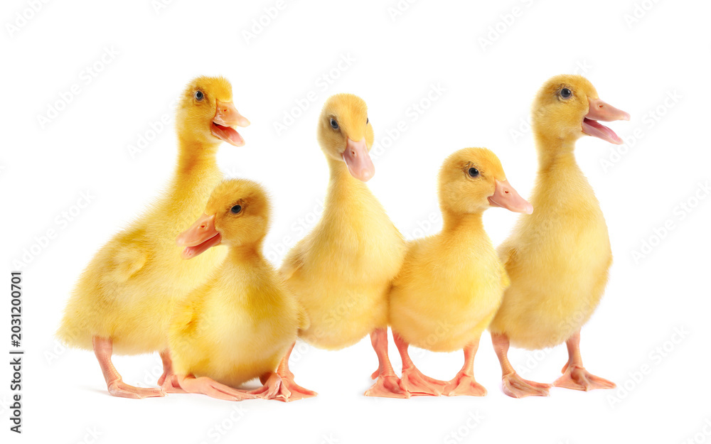 Fototapeta premium Cute ducklings on white background. Baby animals