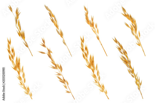 Oat ears isolated on white  set. Cereal plant