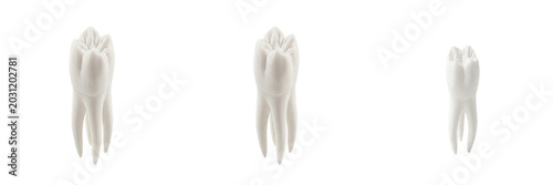 Photos Set of White Human Tooth Model Anatomical Molar, Isolated on Transparent Backgro