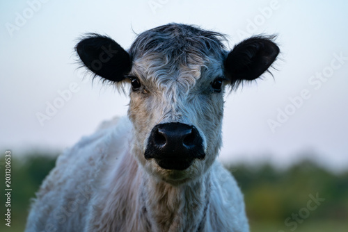 Obraz na płótnie Frontal portrait of white-faced cow with damp shaggy coat