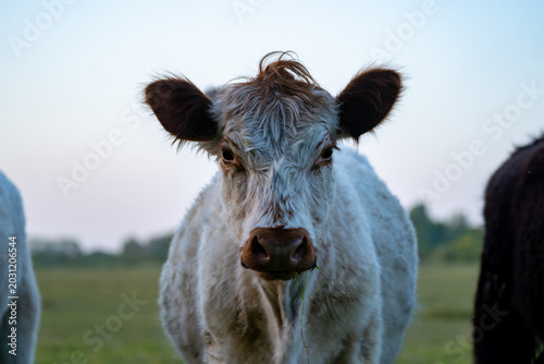Photos Close-up of white-faced calf with black ears in pasture