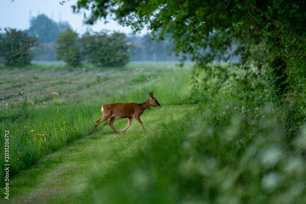 Ταπετσαρία Roe deer walks across grassy pasture on a misty morning