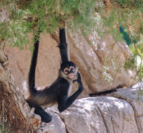 Canvas Print Black-handed spider monkey looking at camera while perched on a tree branch with