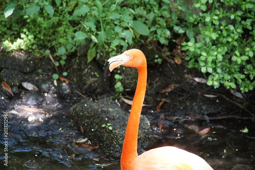 Εκτύπωση καμβά flamingos, ellie schiller homosassa springs wildlife state park, animal sanctuar