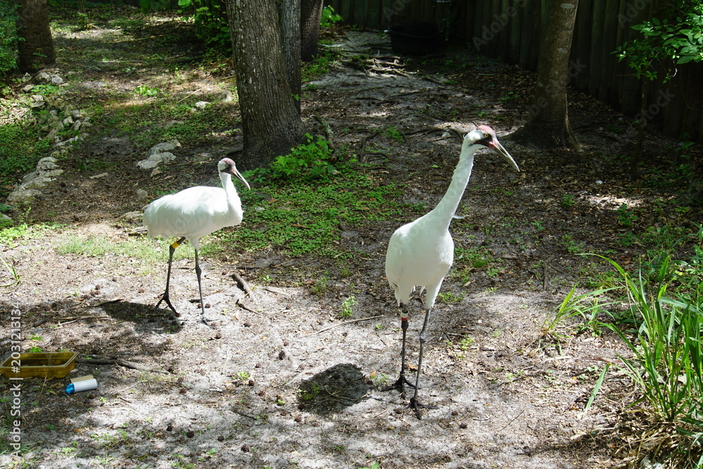 Obraz premium white crane, ellie schiller homosassa springs wildlife state park, animal sanctuary, florida, homossasa, April 2026, animals,