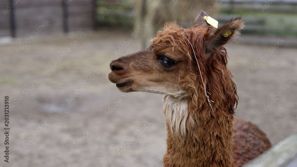 Fototapeta premium Close up profile portrait of young brown alpaca on farm