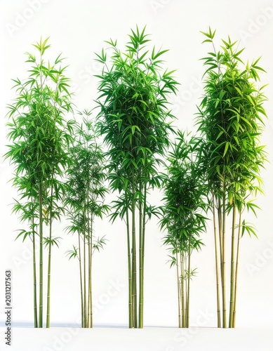 Clump of tall, green, leafy stalks against a white background