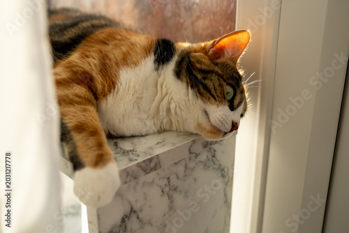 calico cat resting on marble surface near window with soft natural light
