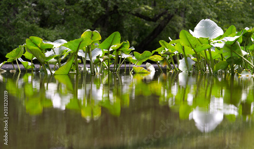 Lotus plants on a calm river casting a reflection on the water