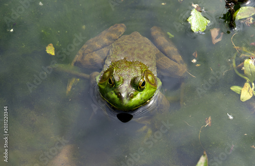 American bullfrog standing still with head above water