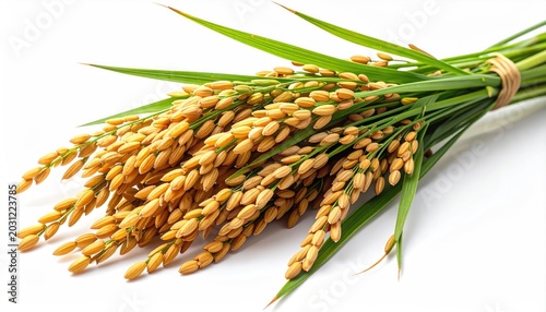 Golden ripe grains of cereal with green stalks tied together