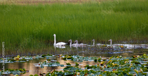 Photography Tundra swan leads her family thru pond at edge of bed of waterlilies