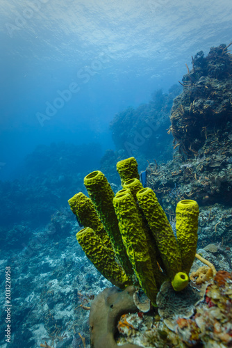 Obraz na plátně Green tube sponges with scuba divers on coral reef