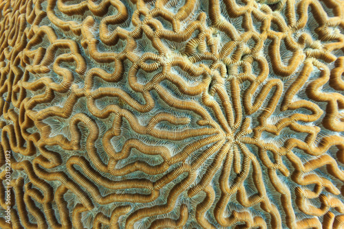 Bild auf Leinwand close-up of geometric pattern of brain coral surface on reef in Caribbean Sea