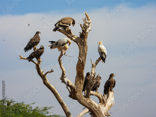 Obraz na plátně Steppe Eagles ,  Egyptian vultures mixed raptor aggregation perched together on