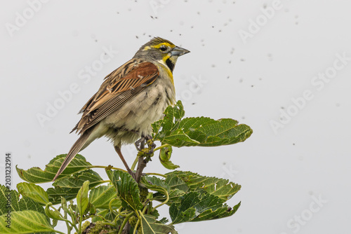 Tableau sur toile Dickcissil perched in a tree with gnats flying around it.