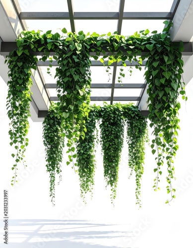 Green vines cascade from a modern, white pergola with crisp shadows