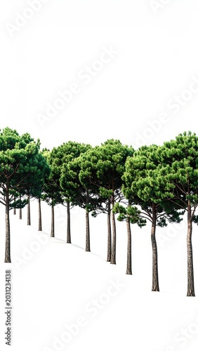 A line of tall, slender trees with full, green canopies against a white background