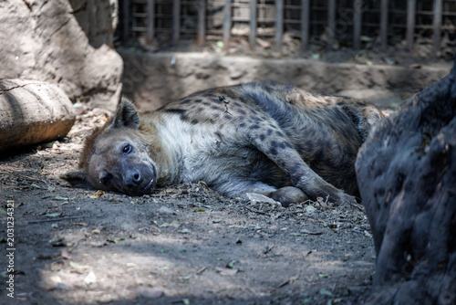 Photography A hyena sleeping in the sun