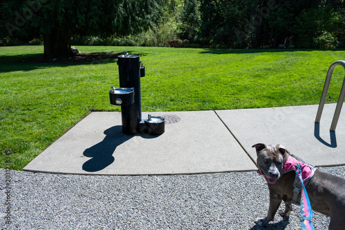 Photography Multiple level drinking fountain outdoor in a pet friendly public park, includin