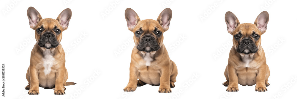 Obraz premium Cute French Bulldog Puppy Sitting Looking Forward Set Isolated on Transparent Background, Adorable Pet PNG Collection