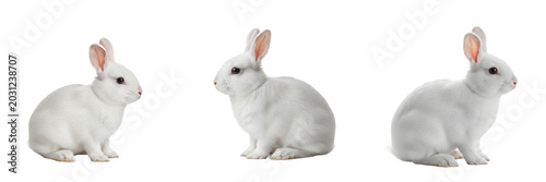 Cute Fluffy White Domestic Rabbit Bunny Set Isolated on Transparent Background, Adorable Pet PNG Collection
