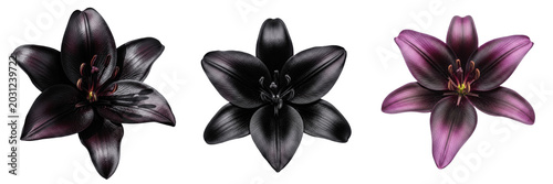Elegant Shiny Black Flower Blossom Set Isolated on Transparent Background, Luxury Decorative Floral PNG Collection