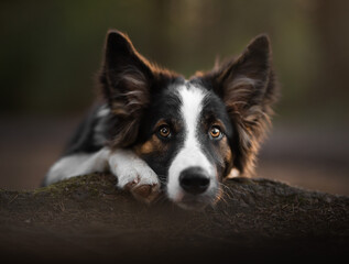 border collie dog