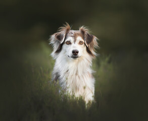 border collie dog