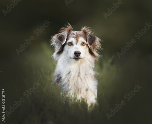 border collie dog