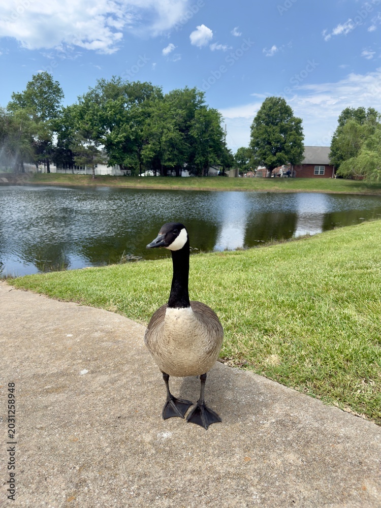 Fototapeta premium The goose is posing for the camera! Canadian goose. USA. Missouri State